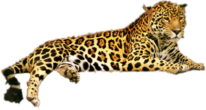 Leopard PNG-14822